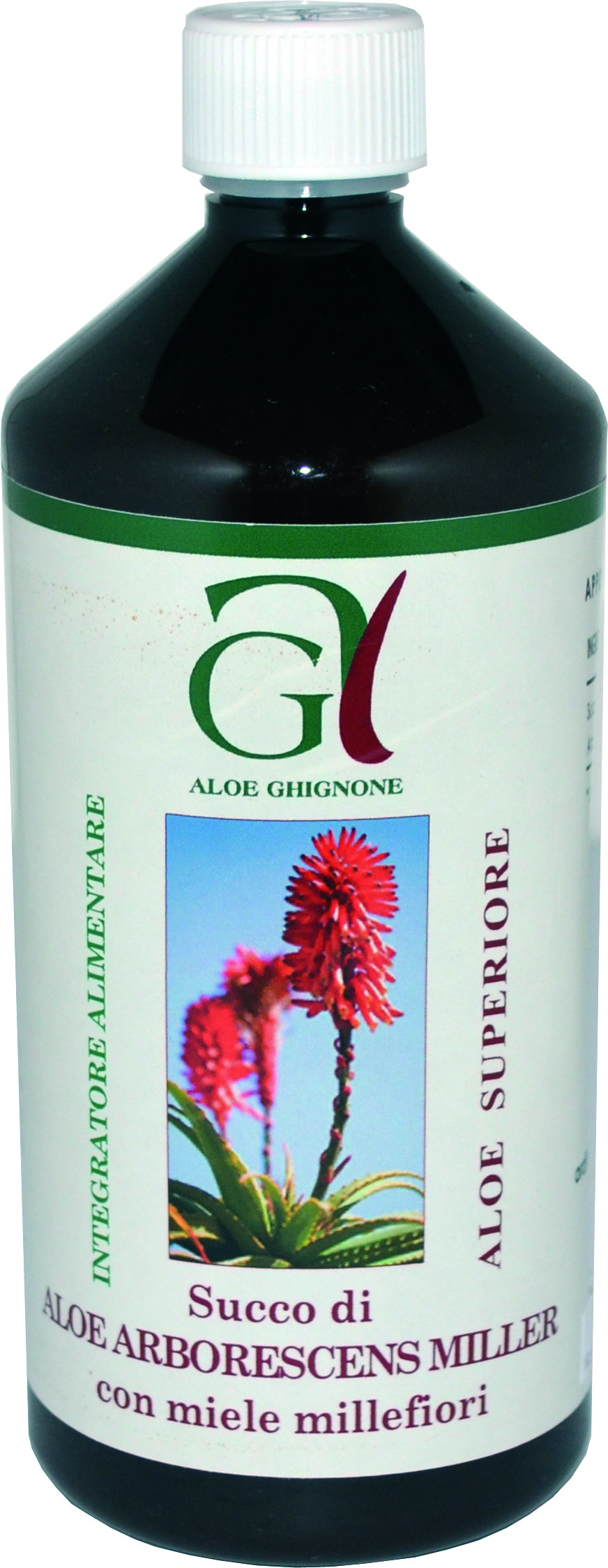 Aloe arborescens a Roma