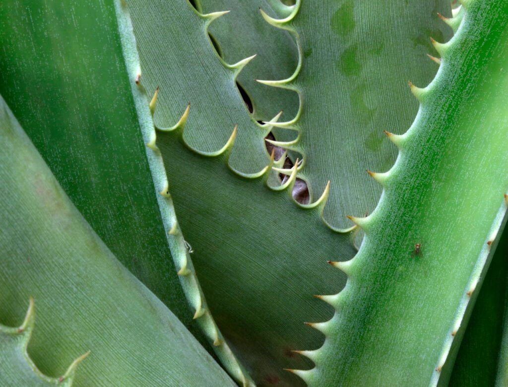 Vendita di succo aloe a Roma